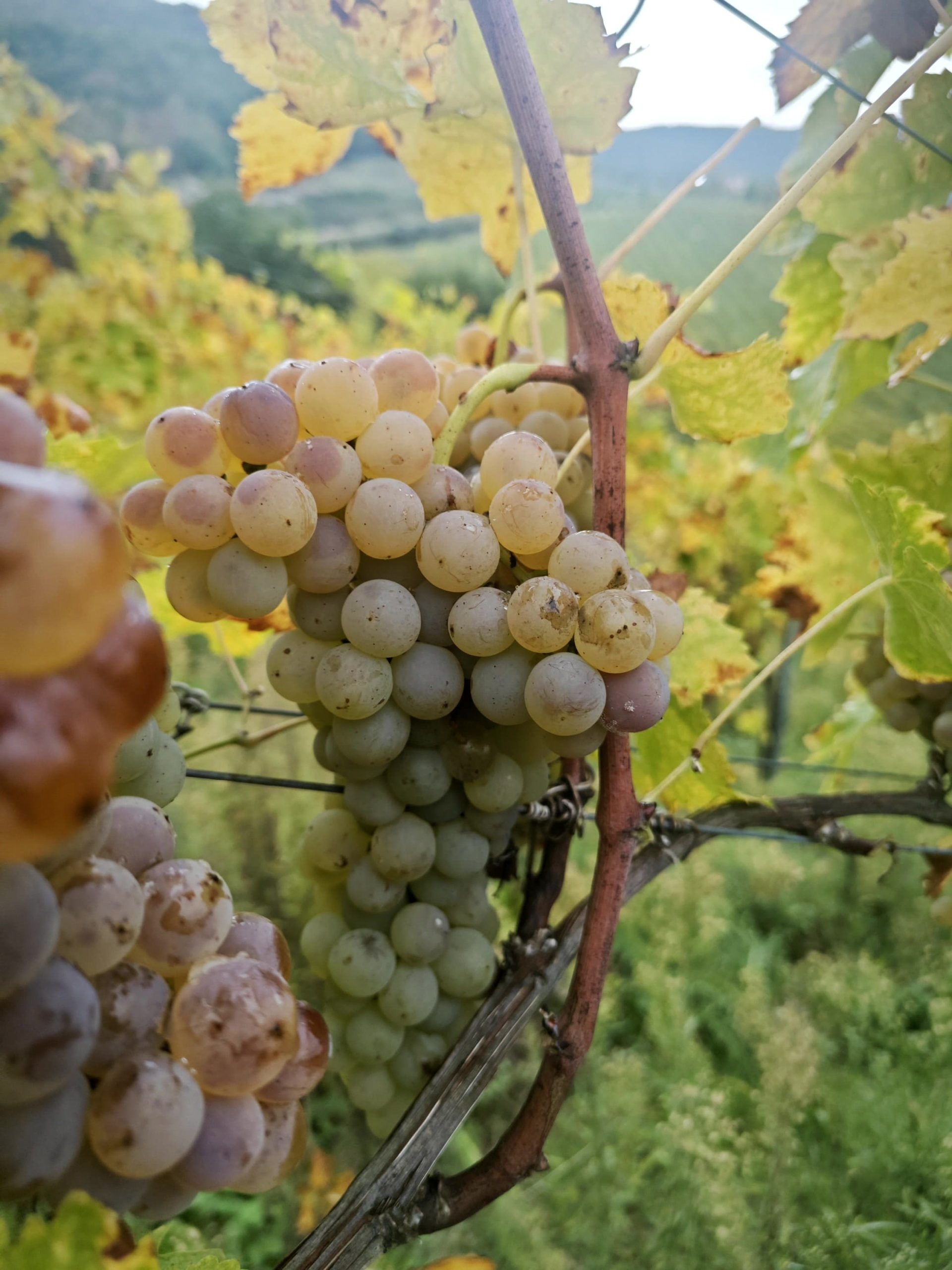 marchetravelling-strutture-enogastronomia-loddo-pier-giorgio-societa-agricola-snc-00